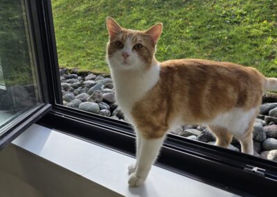 Sichtung Katze, Kufstein (10/2026)