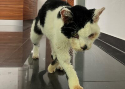 Fundtier Katze, Kundl (10/2026)