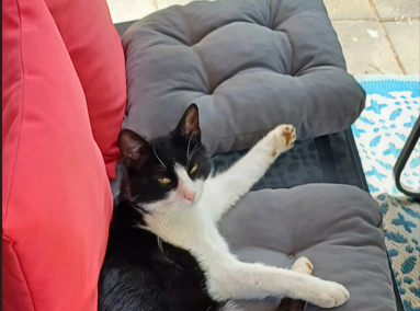 Blacky, Lechaschau (10/2026)