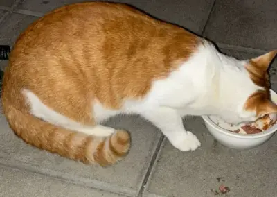 Fundtier Kater, Mils bei Hall (10/2026)