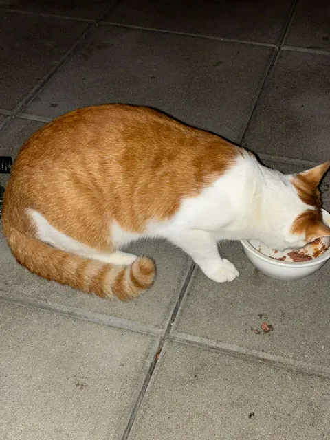 Fundtier Katze, Mils bei Hall (10/2026)