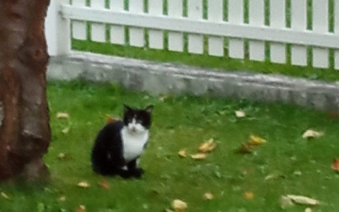 Fundtier Katze, Münster (10/2026)