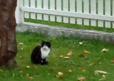 Fundtier Katze, Münster (10/2026)