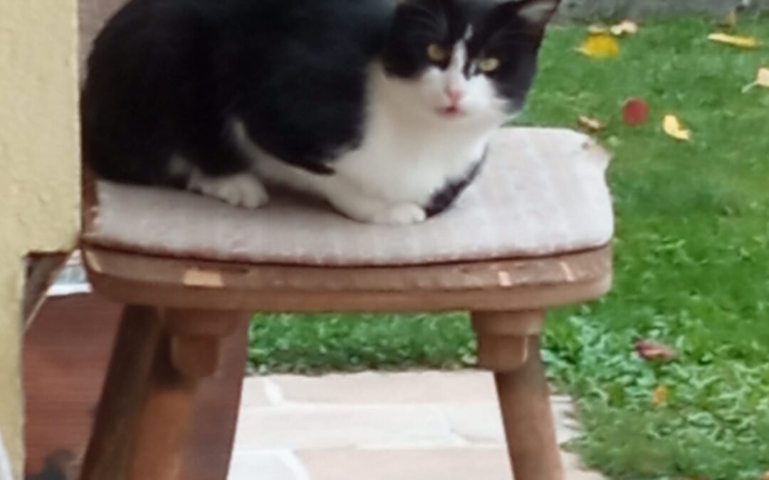 Fundtier Katze, Münster (10/2026)