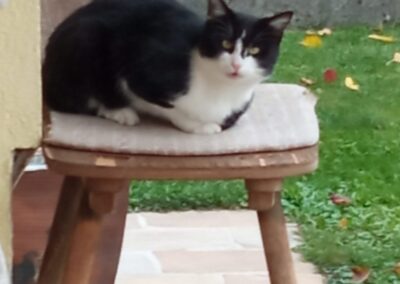 Fundtier Katze, Münster (10/2026)