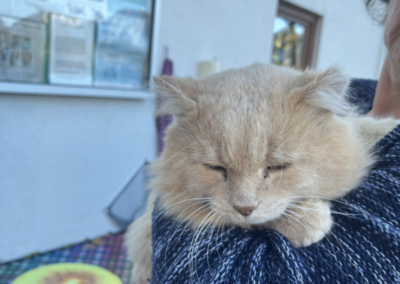 Fundtier Kater, Niederndorf (10/2026)
