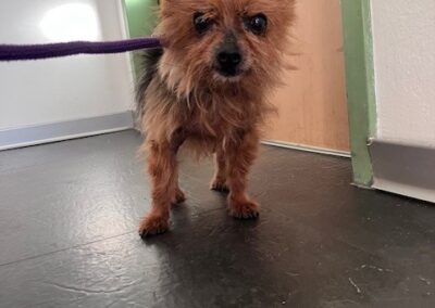 Fundtier Hund, ranggen (10/2026)