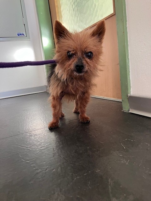Fundtier Hund, ranggen (10/2026)