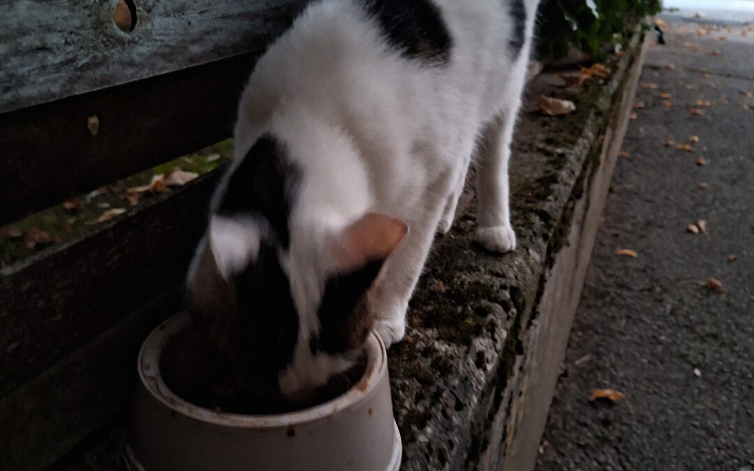 Sichtung Katze, Ried im Zillertal (10/2026)