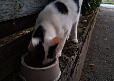 Sichtung Katze, Ried im Zillertal (10/2026)