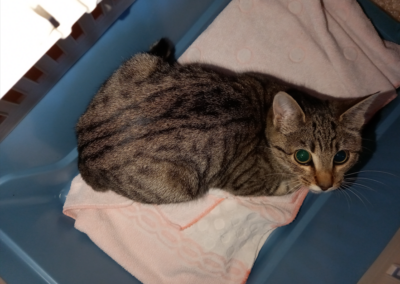 Fundtier Katze, Schlitters (10/2026)