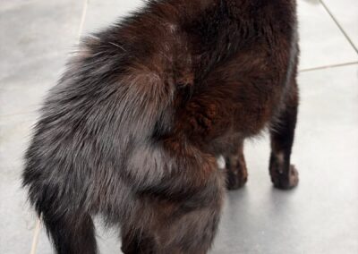 Fundtier Kater, Schwaz (10/2026)