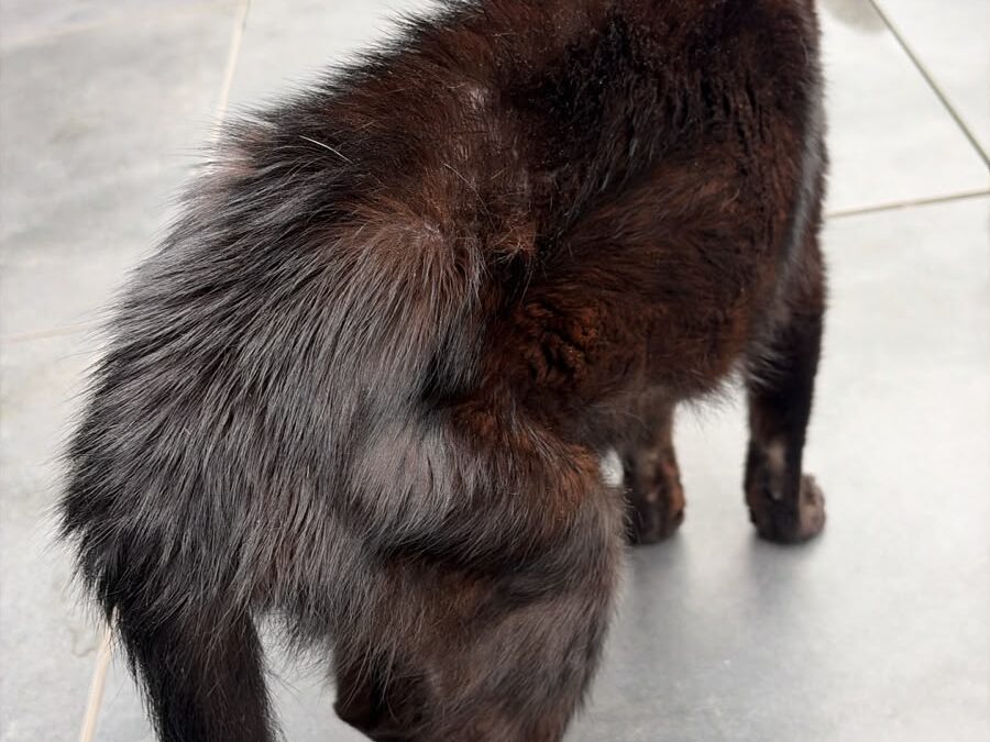 Fundtier Kater, Schwaz (10/2026)