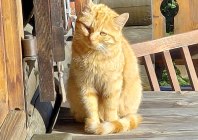 Fuchsi, Schwaz (10/2026)