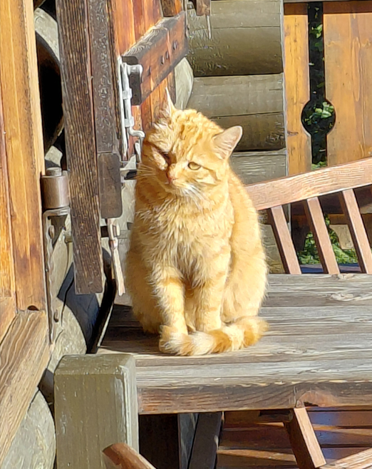 Schwaz_Katze_Fuchsi.jpg