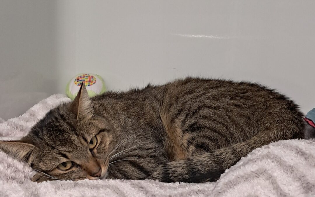 Fundtier Katze, Seefeld (10/2026)