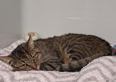 Fundtier Katze, Seefeld (10/2026)