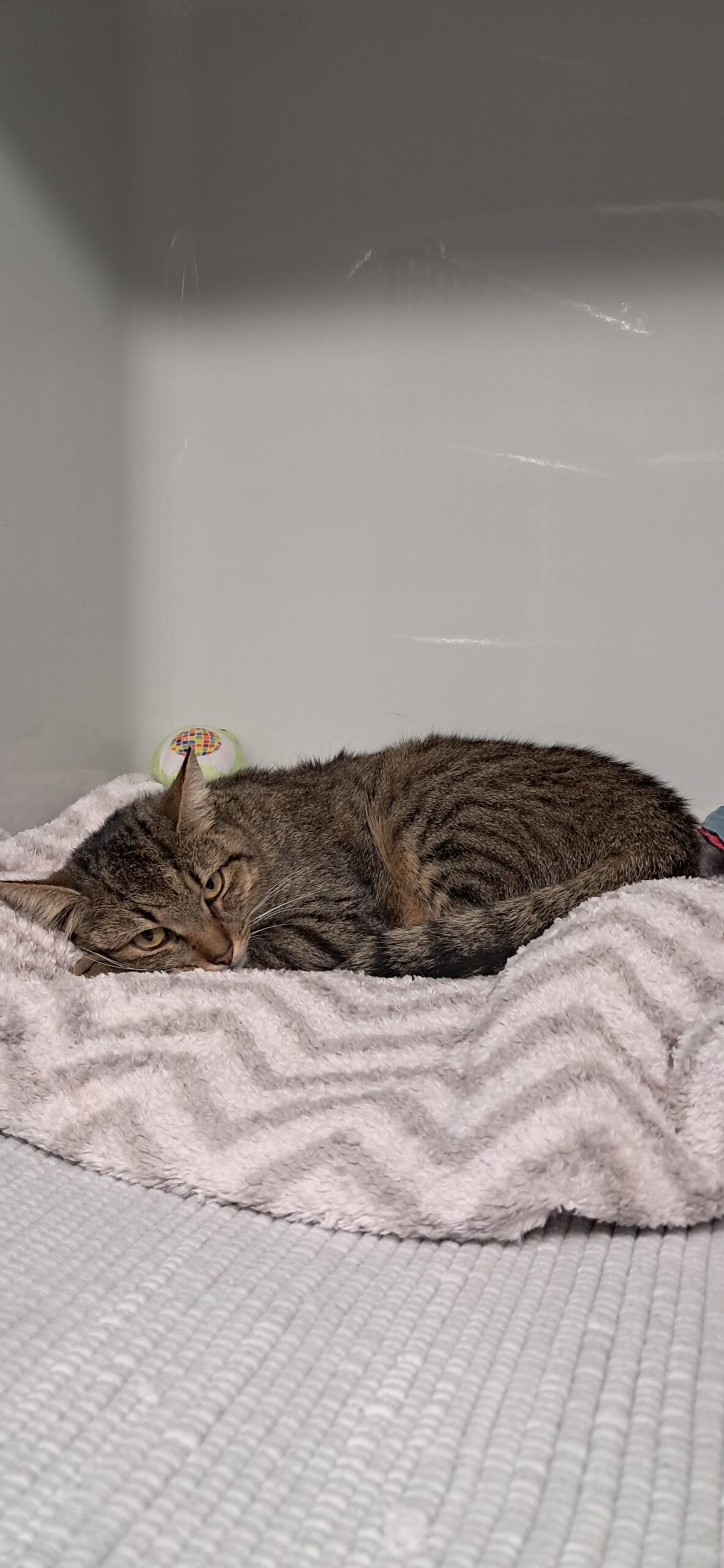 Seefeld_FUndkatze_Rosshütte