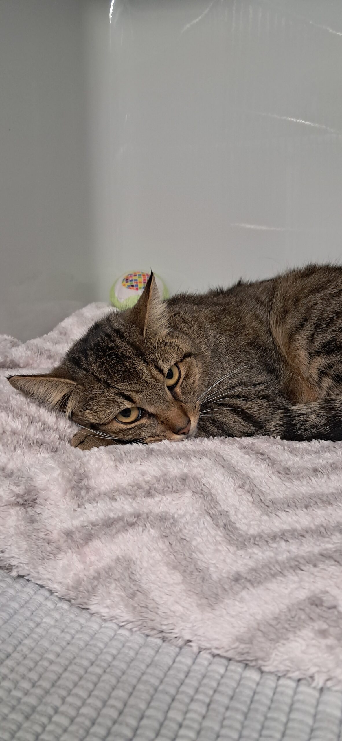 Seefeld_FUndkatze_Rosshütte2