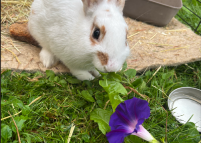 Fundtier Kaninchen, Sistrans (10/2026)