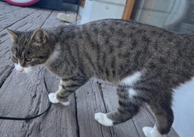 Sichtung Katze, Söll (10/2026)
