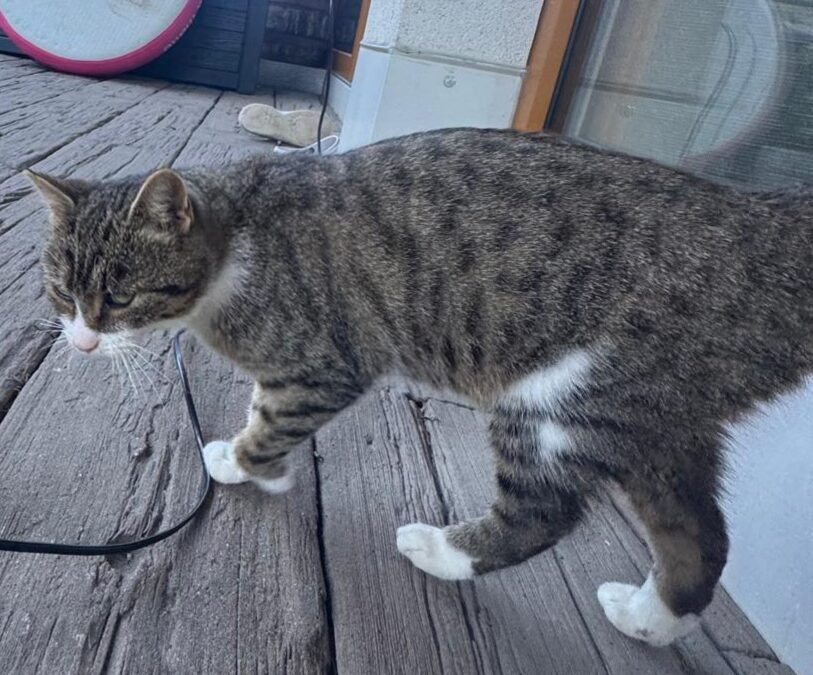 Sichtung Katze, Söll (10/2026)