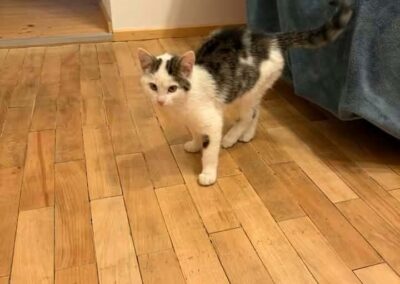 Fundtier Katze, Steinach am Brenner (10/2026)