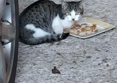 Fundtier Katze, Terfens (10/2026)