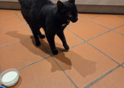 Baghira, Völs (10/2026)