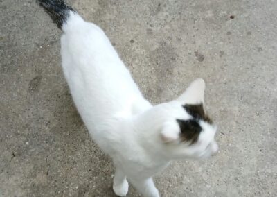 Fundtier Katze, Weer (10/2026)