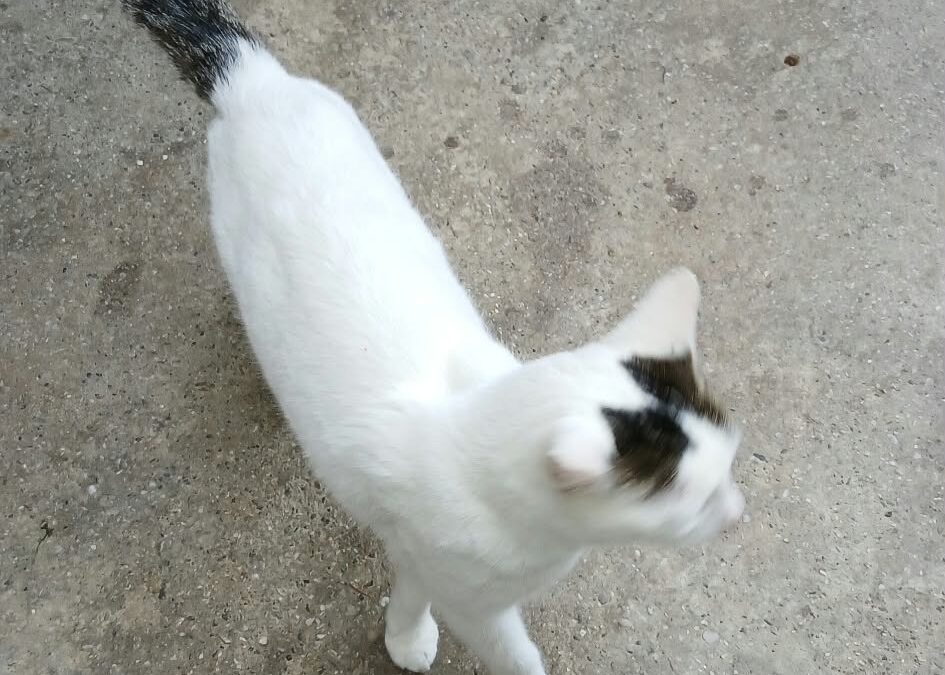 Fundtier Kater, Weer (10/2026)