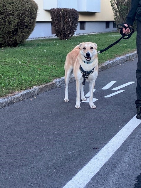 Fundtier Hund, Weerberg (10/2026)