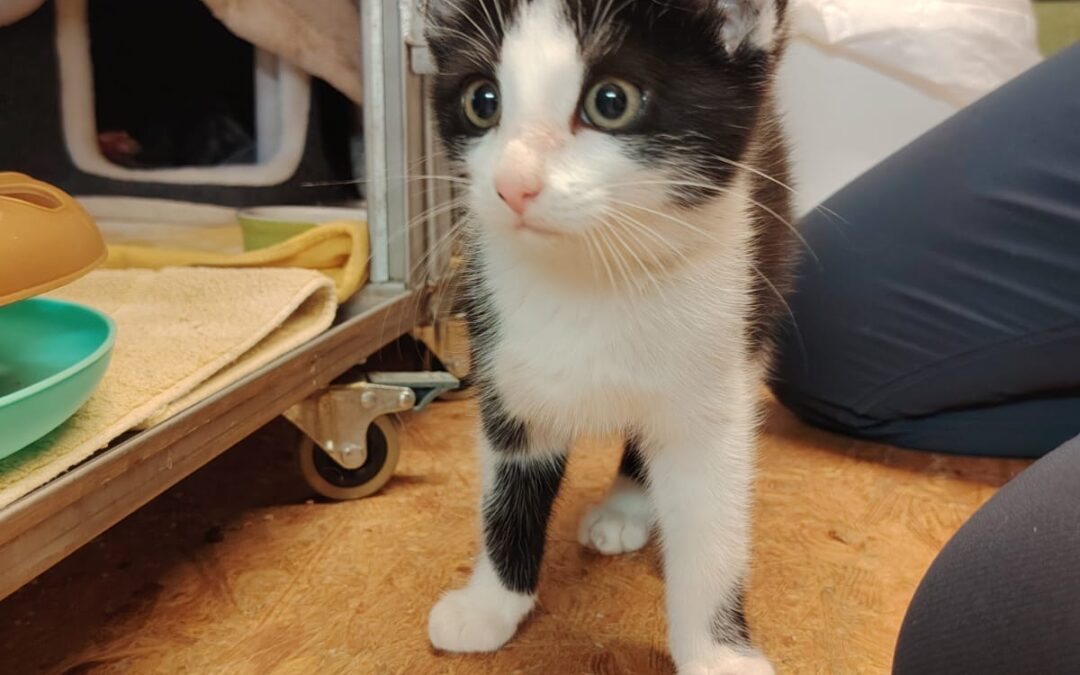 Fundtier Kater, Wildschönau (10/2026)