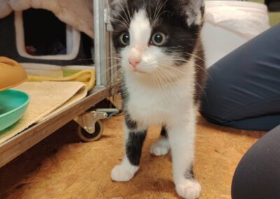 Fundtier Kater, Wildschönau (10/2026)