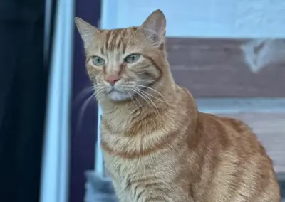 Garfield, Wildschönau (10/2026)