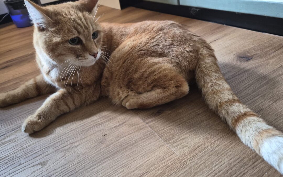 Fundtier Kater, Wörgl (10/2026)