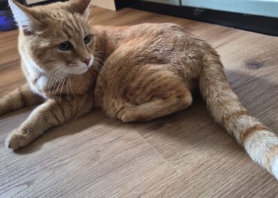Fundtier Kater, Wörgl (10/2026)