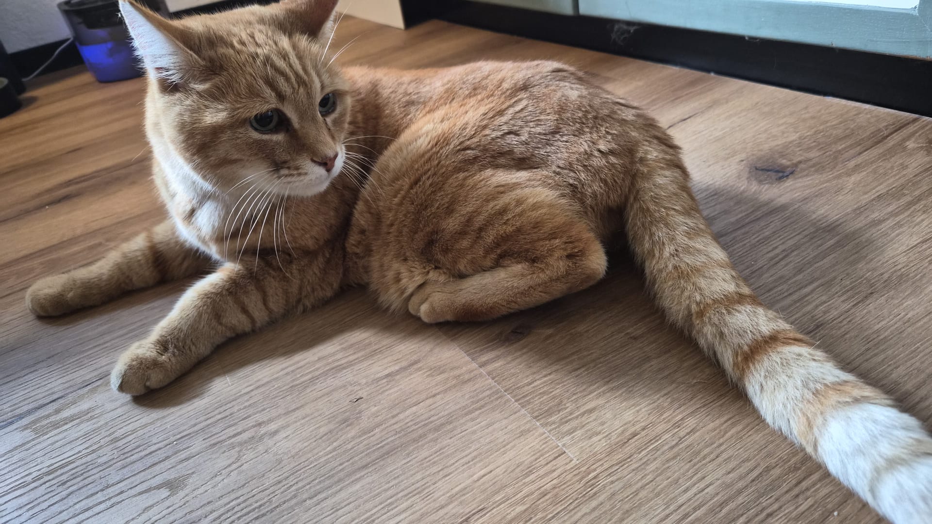 Wörgl_Fundkater Wörgler Boden1