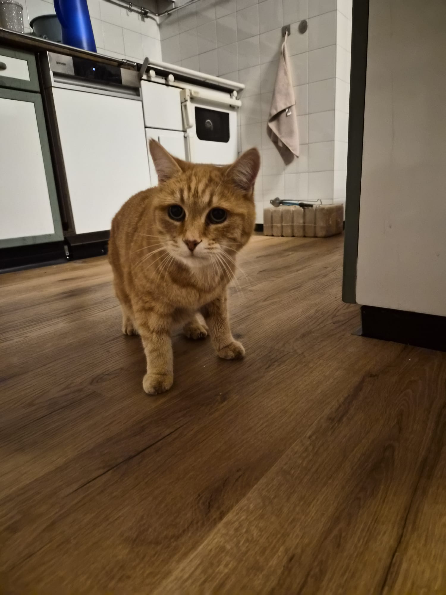 Wörgl_Fundkater Wörgler Boden2