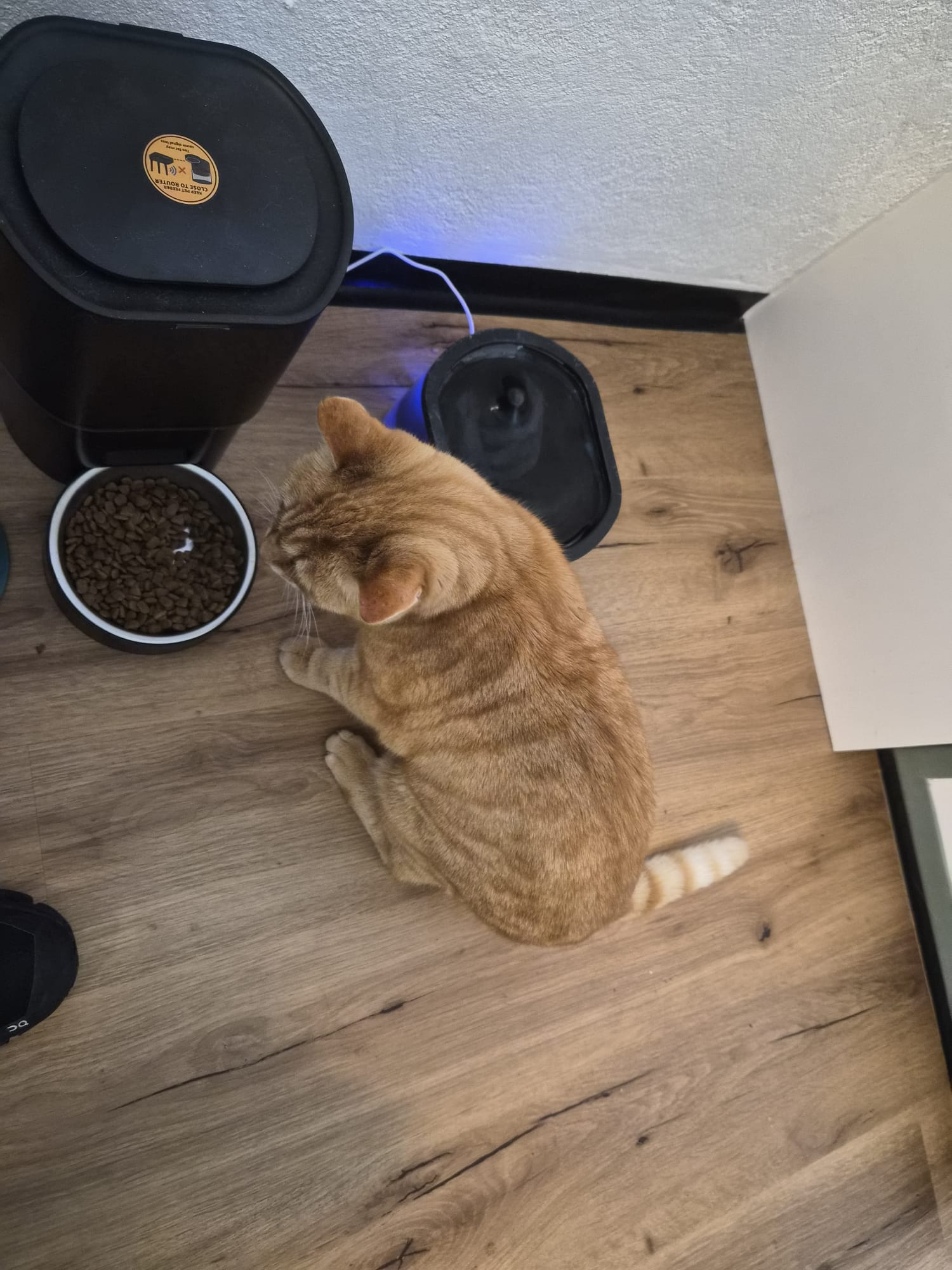 Wörgl_Fundkater Wörgler Boden3