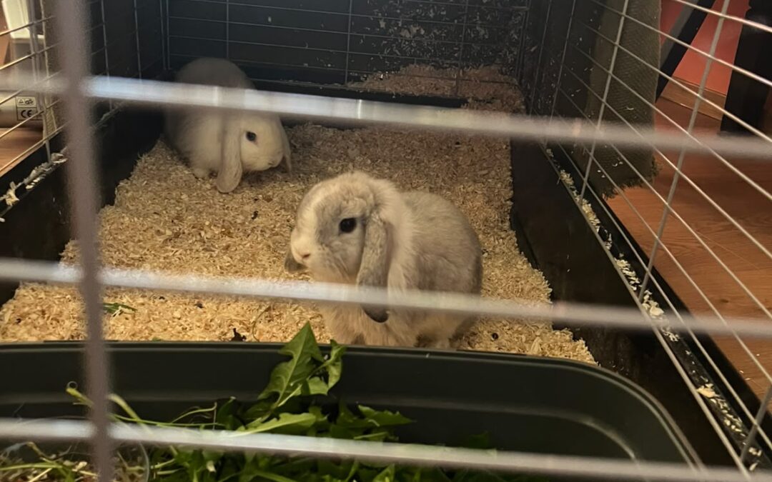 Fundtiere Kaninchen, Wörgl (10/2026)