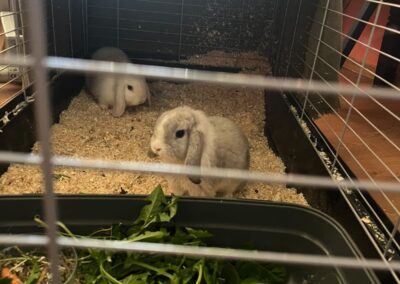Fundtiere Kaninchen, Wörgl (10/2026)