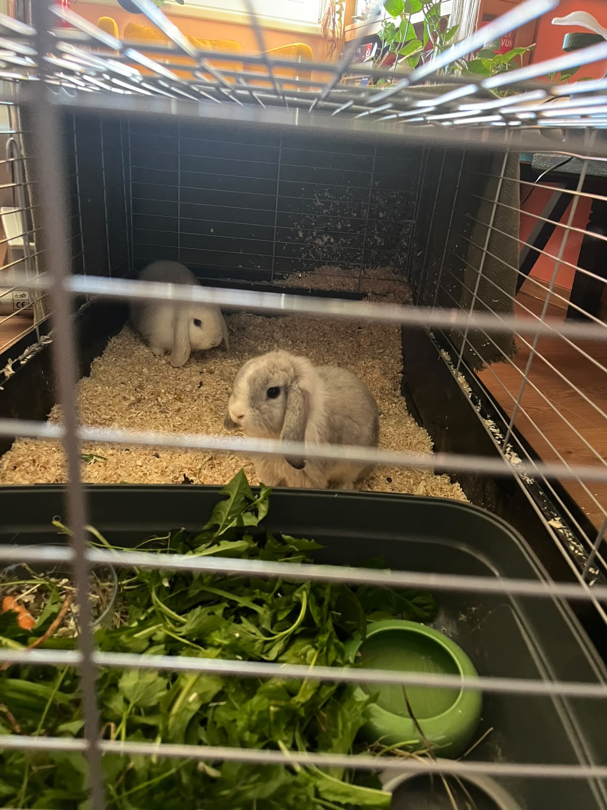 Wörgl_ausgesetzte Kaninchen