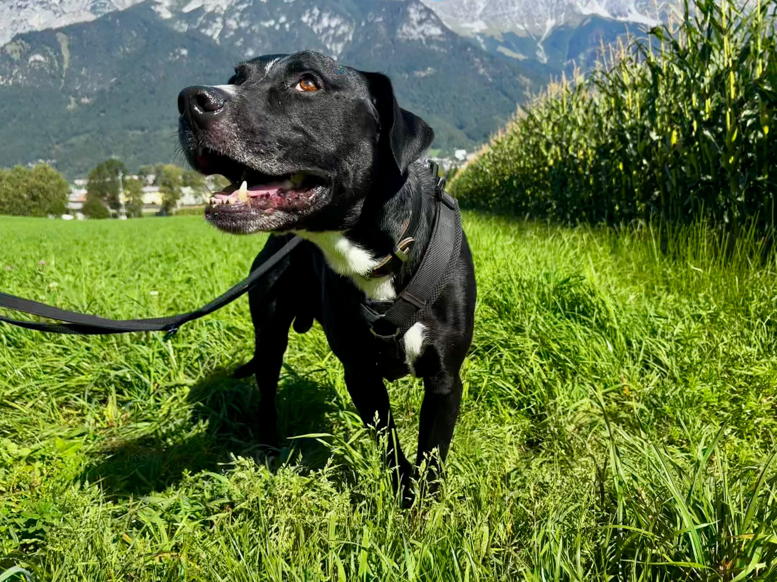 Zeus1