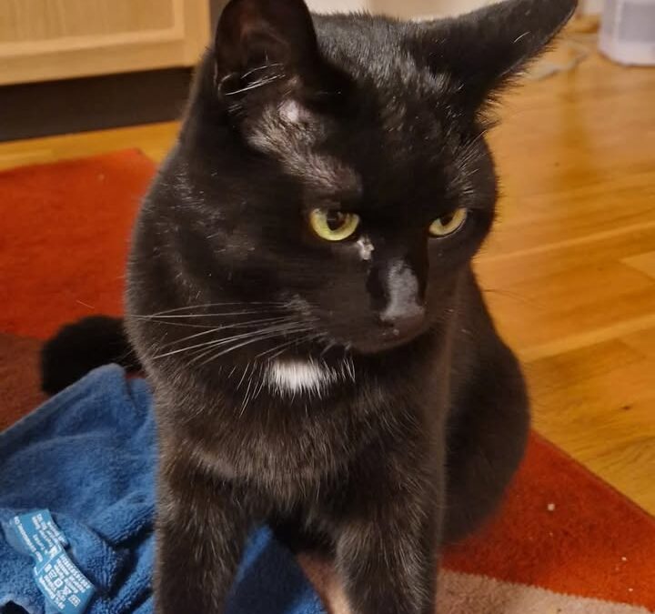 Felix, Zirl (10/2026)