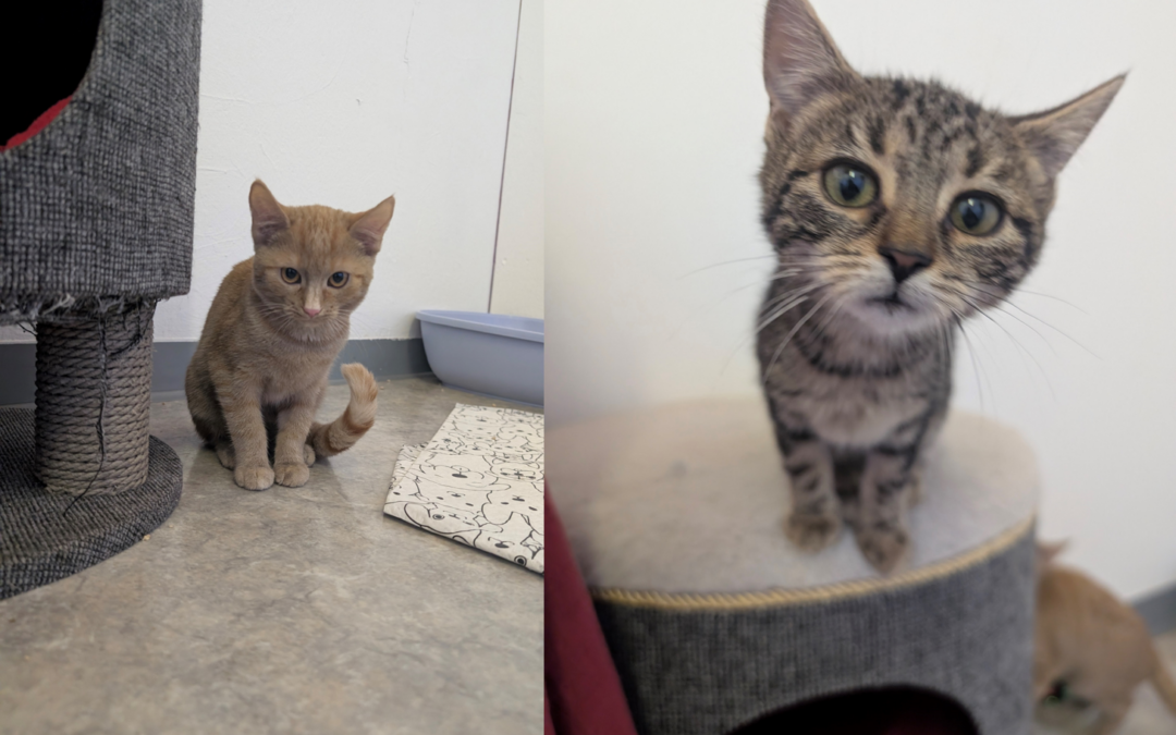 Sansa & Stormy